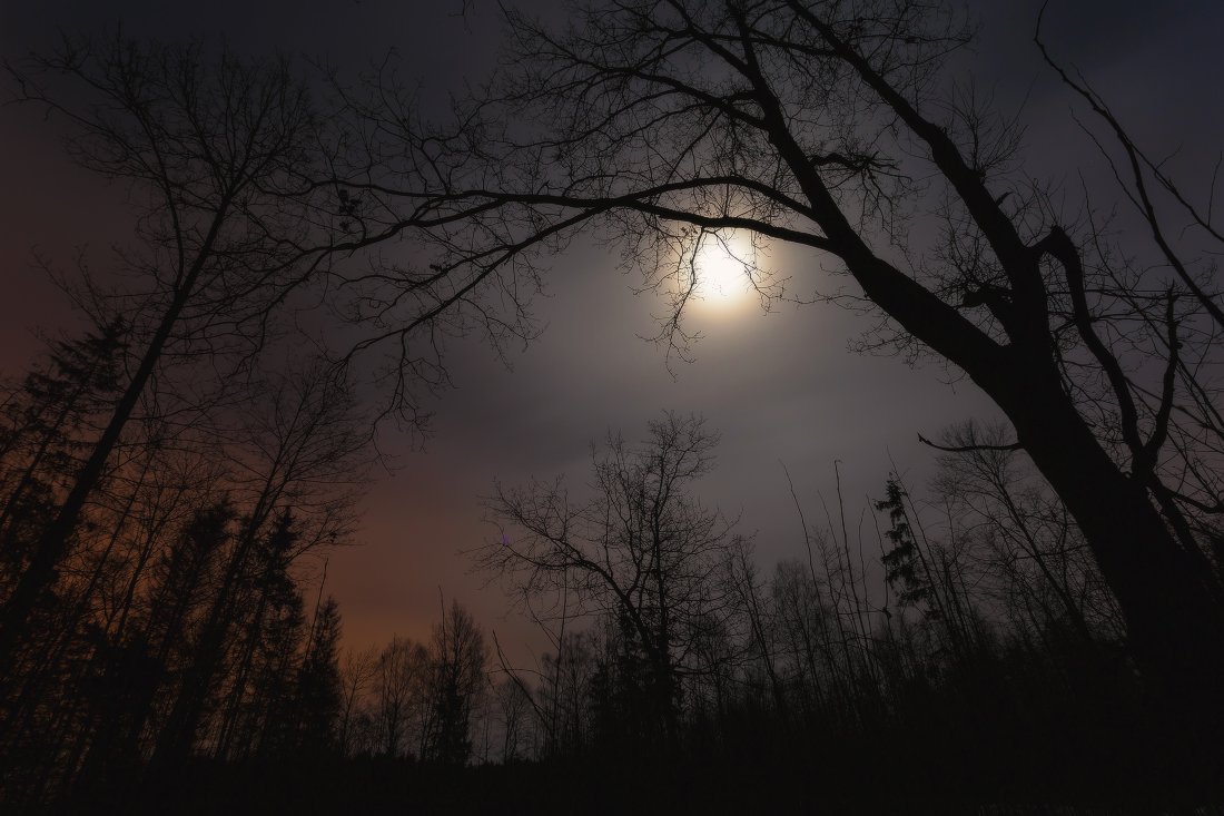 ночь,луна, Андрей Дитковский