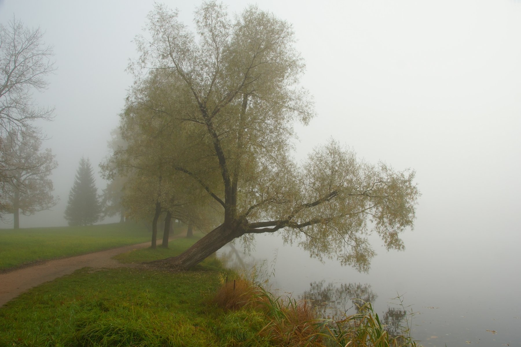 autumn, fog, park, tree, passer, nature, humor, pond, Сергей Андреевич