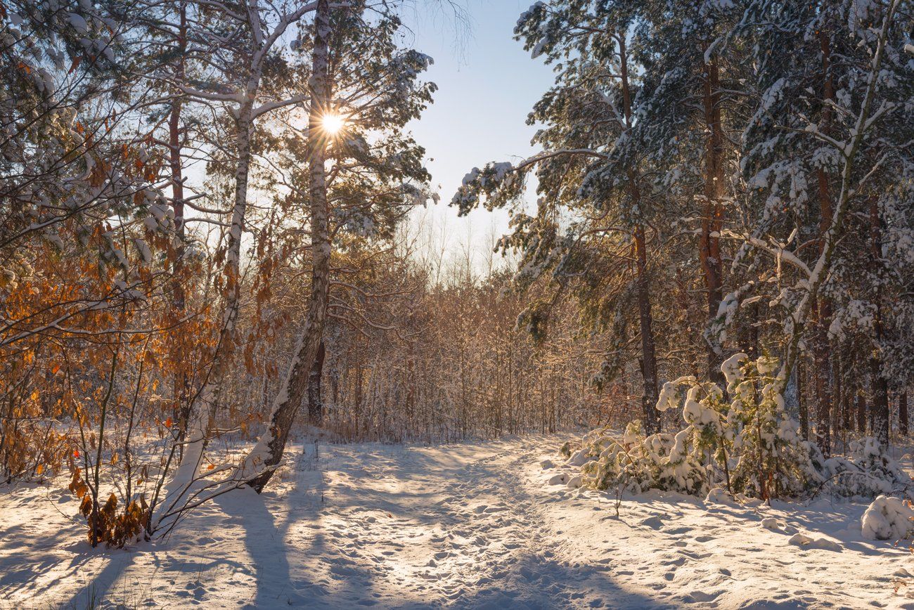 зима, лес, утро, Галанзовская Оксана