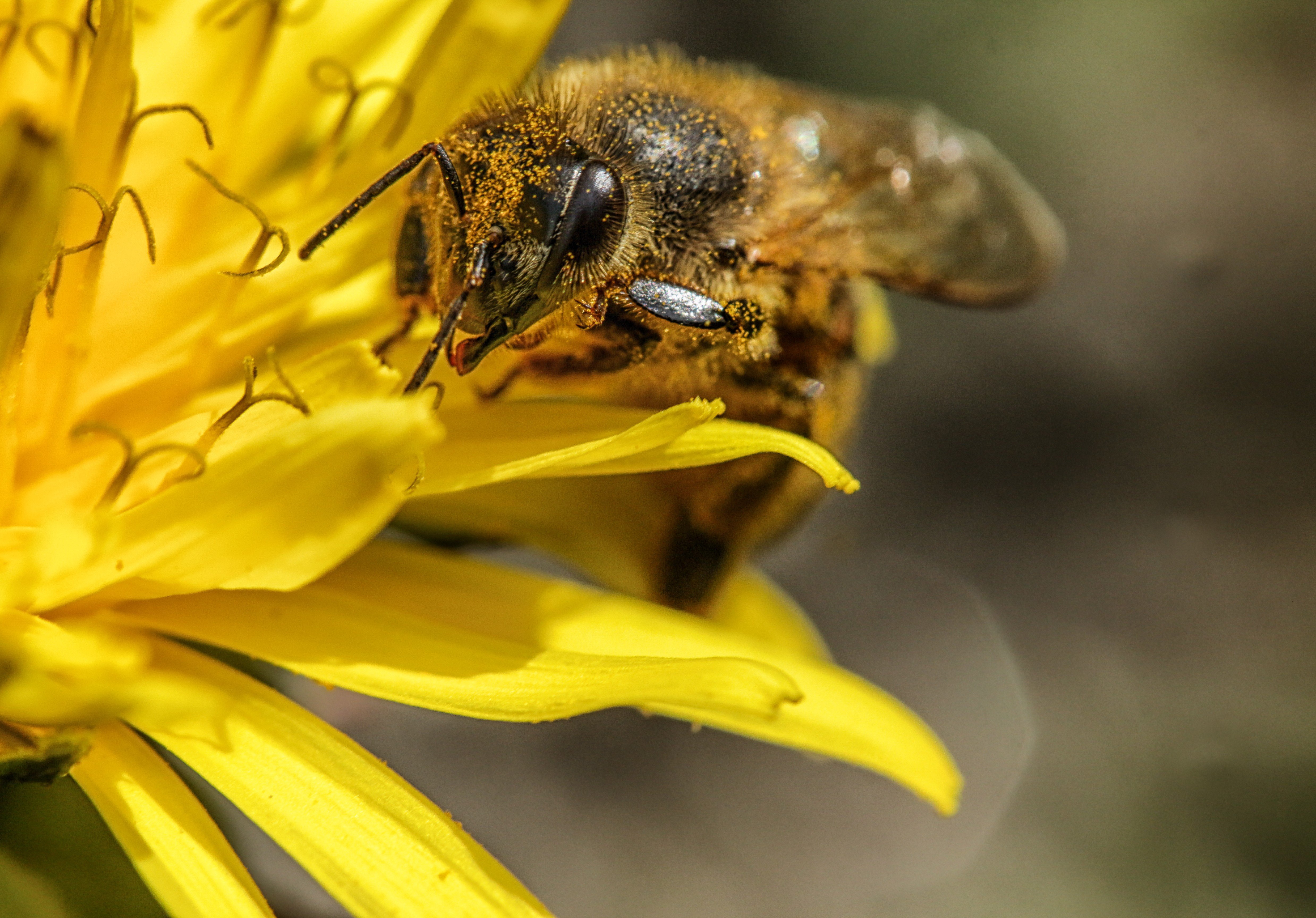bee, dandelion, flower, macro, insect, close up, Бистра Стоименова