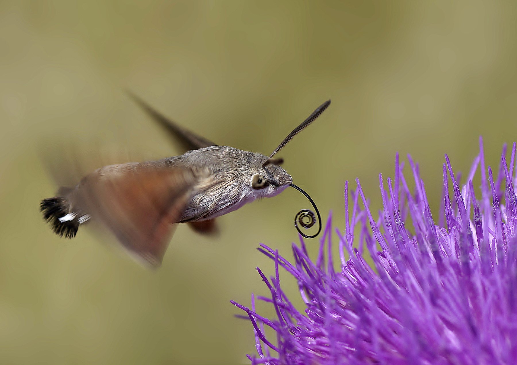 animal, nature, macro, hummingbird moth, speedy,, Savas Sener
