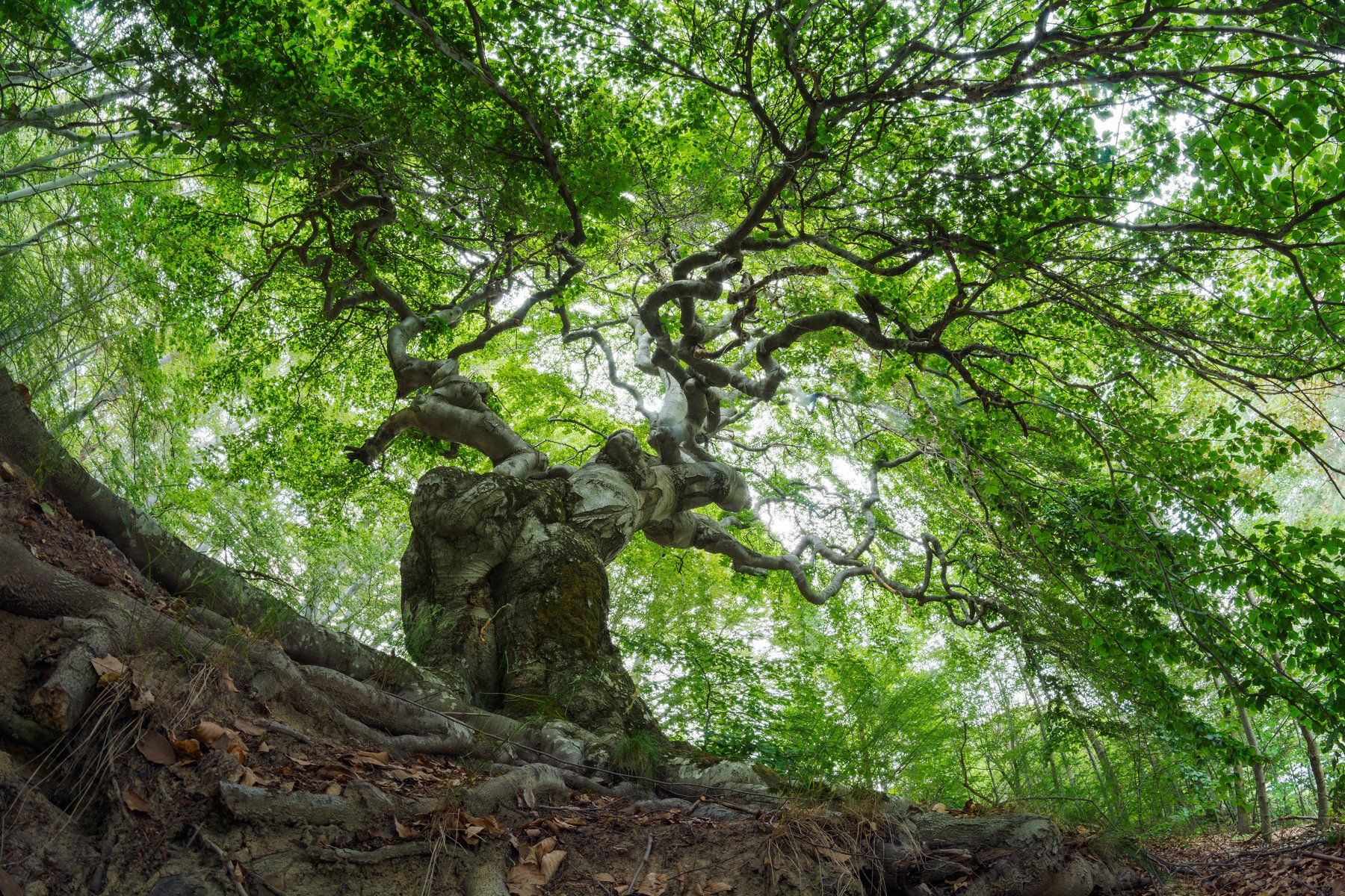 tree, forest, nature, mountain, landscape, sky, fisheye, Иван Димитров