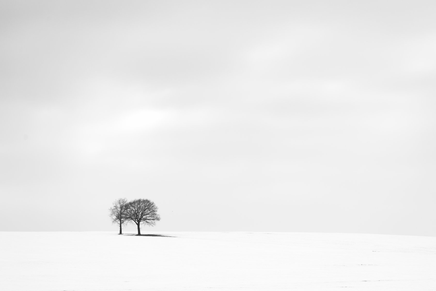 tree, winter, snow, white, valey, IvanKravtsov