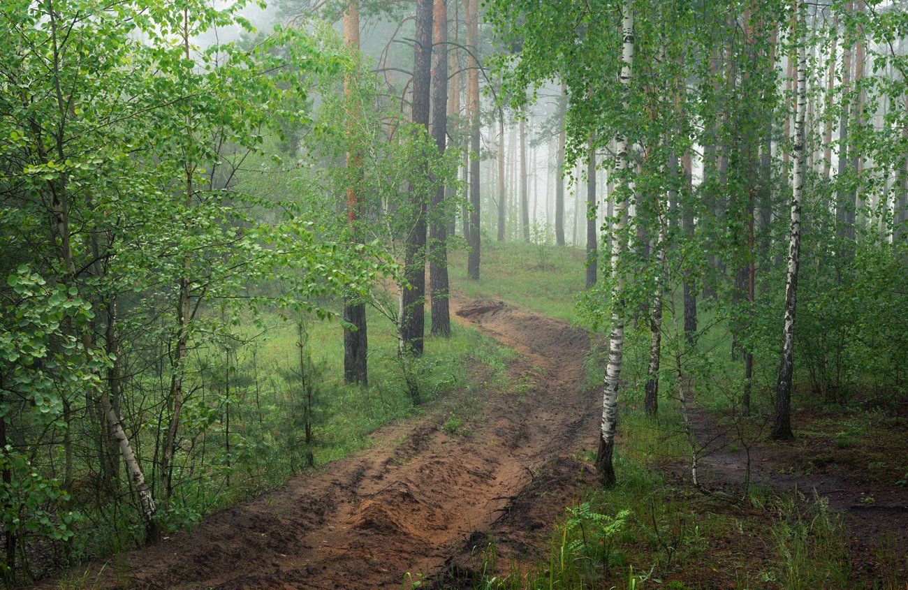 май, лес, туман, берёзы, Галанзовская Оксана