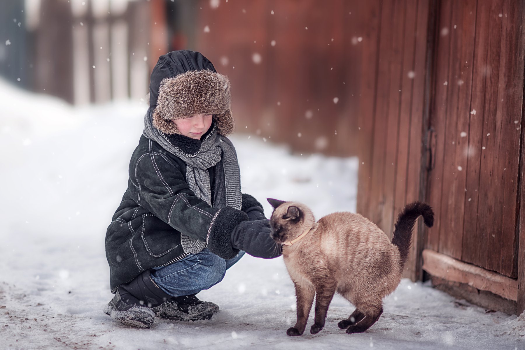 кот, зима, снег, мальчик, игра, Юлия Таратынова