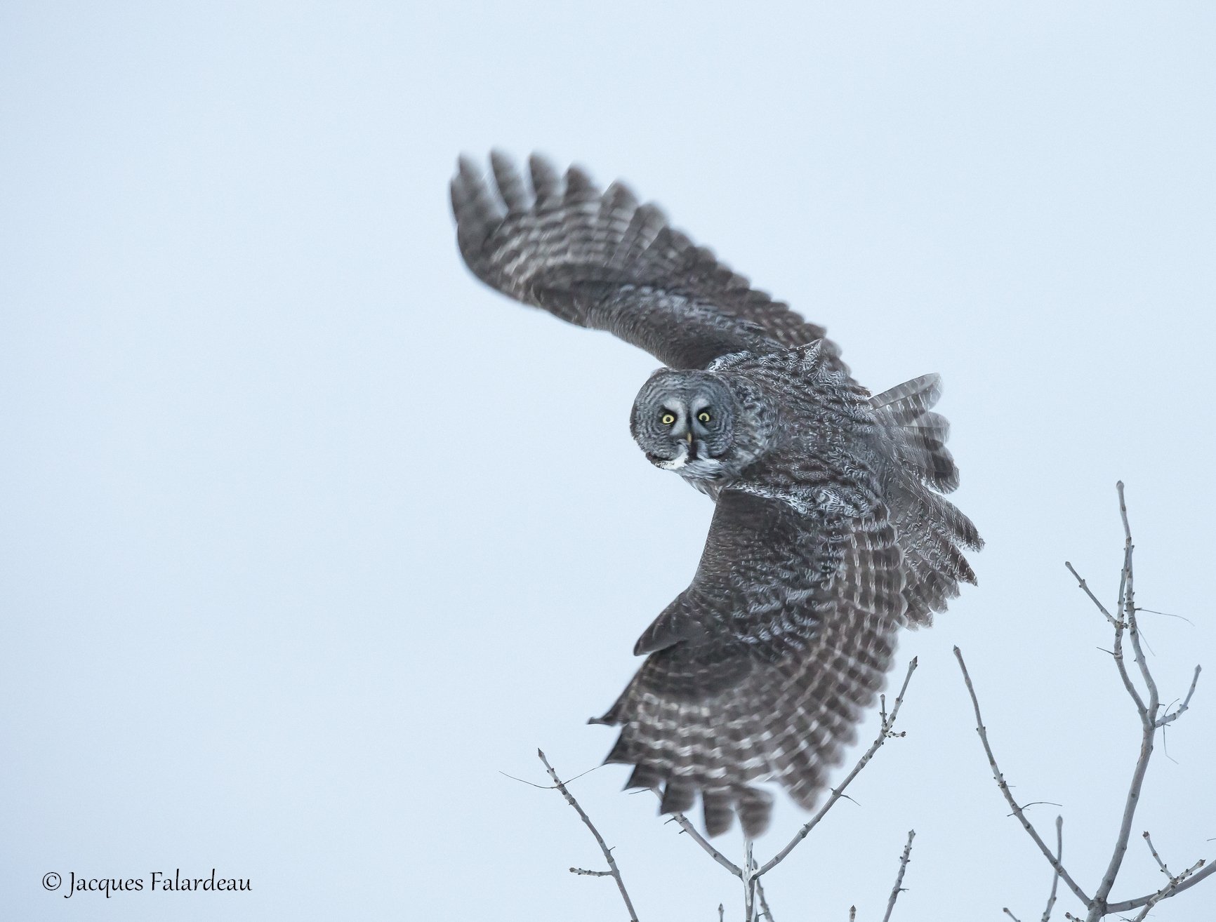 chouette lapone, Jacques Falardeau