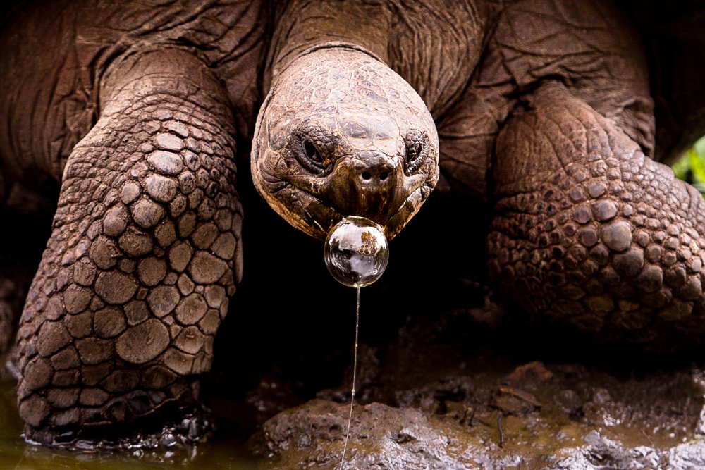 #galapagos #animal #turtle #funny #bubble #bubblegum #nature #portpaite #ecuador , Julia