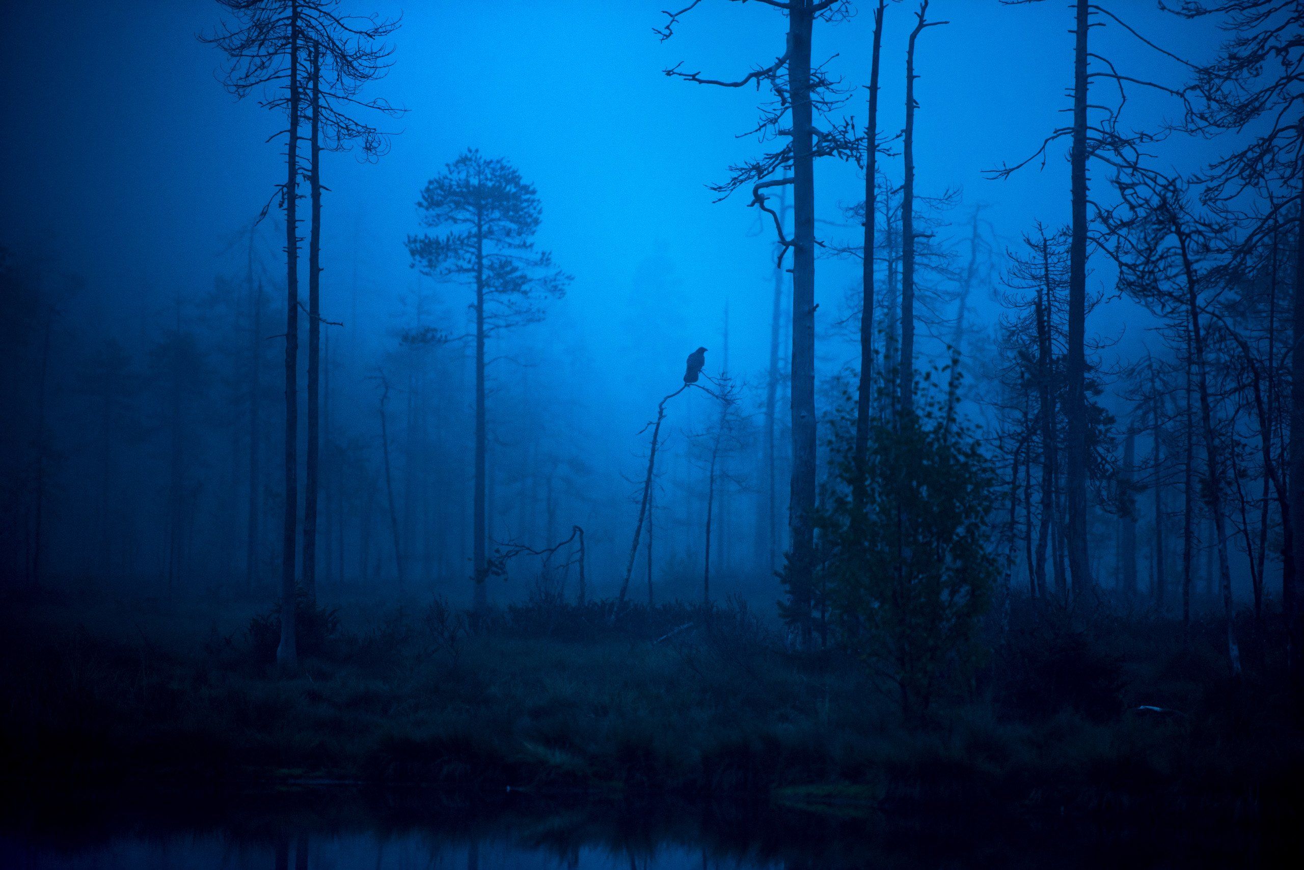 raven, morning, mist, finland, Jarkko Järvinen