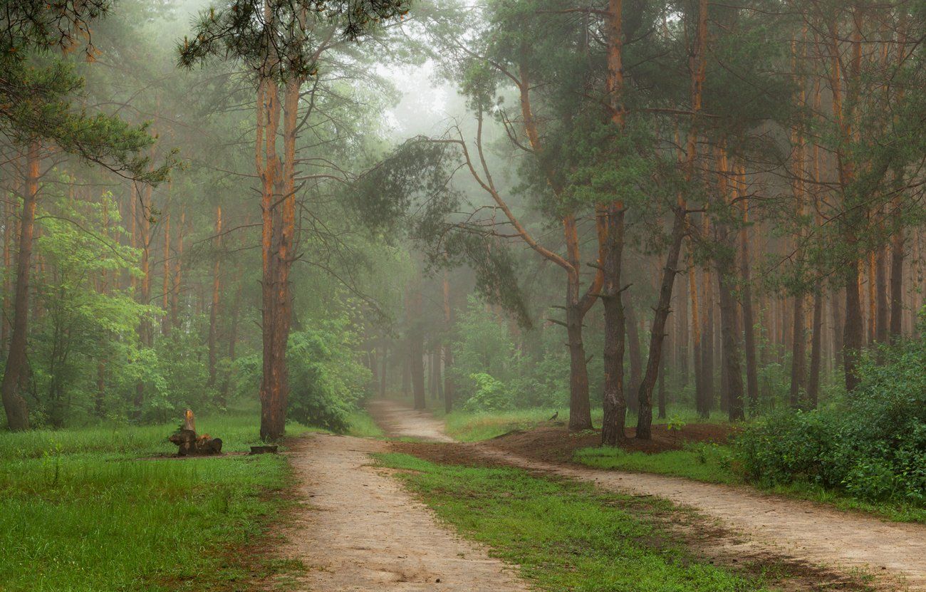 май, лес, туман, Галанзовская Оксана