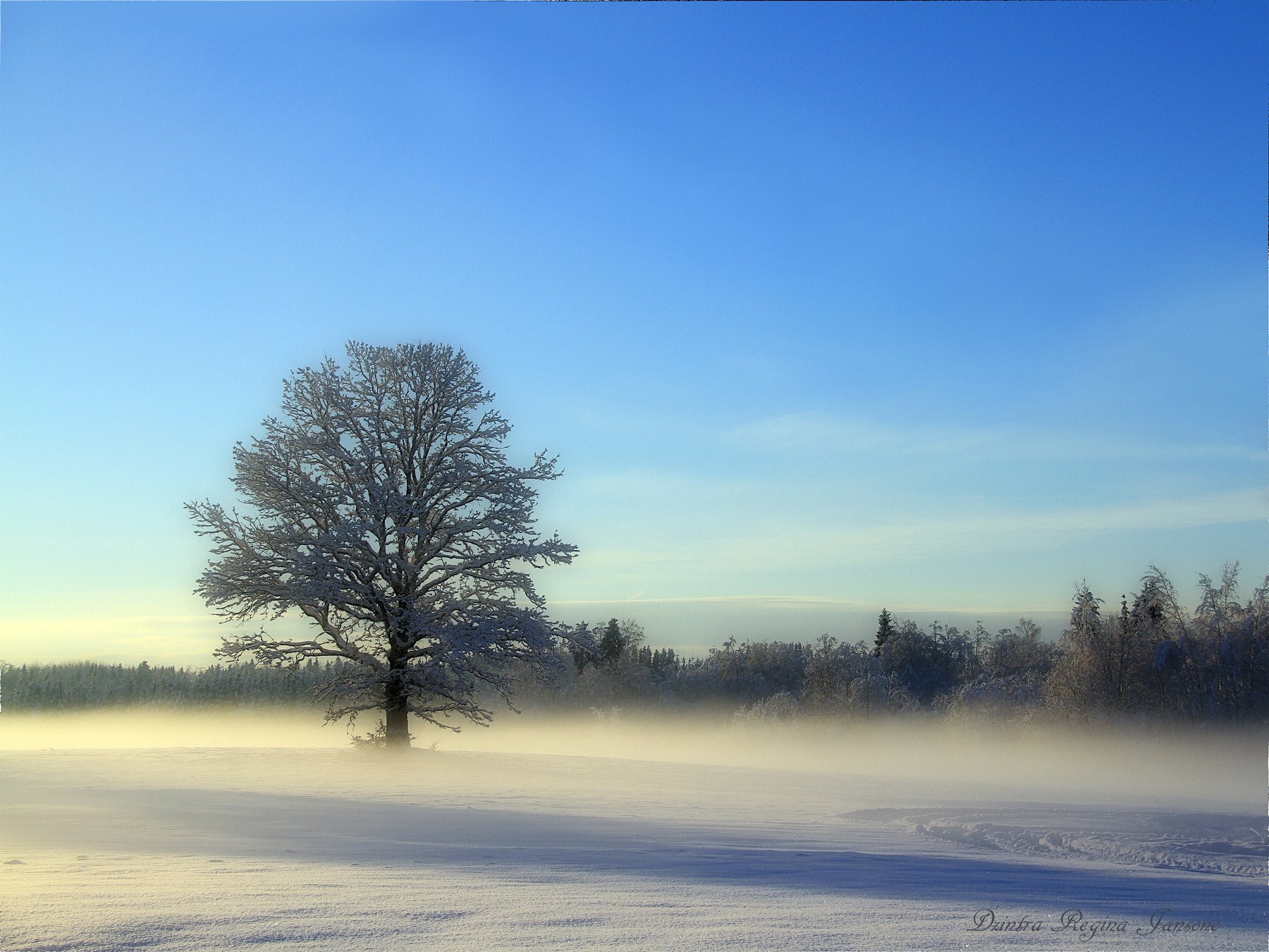 sunset, mist, winter, snow, blue, tree, winters landscape, mist, field, country, DZINTRA REGINA JANSONE