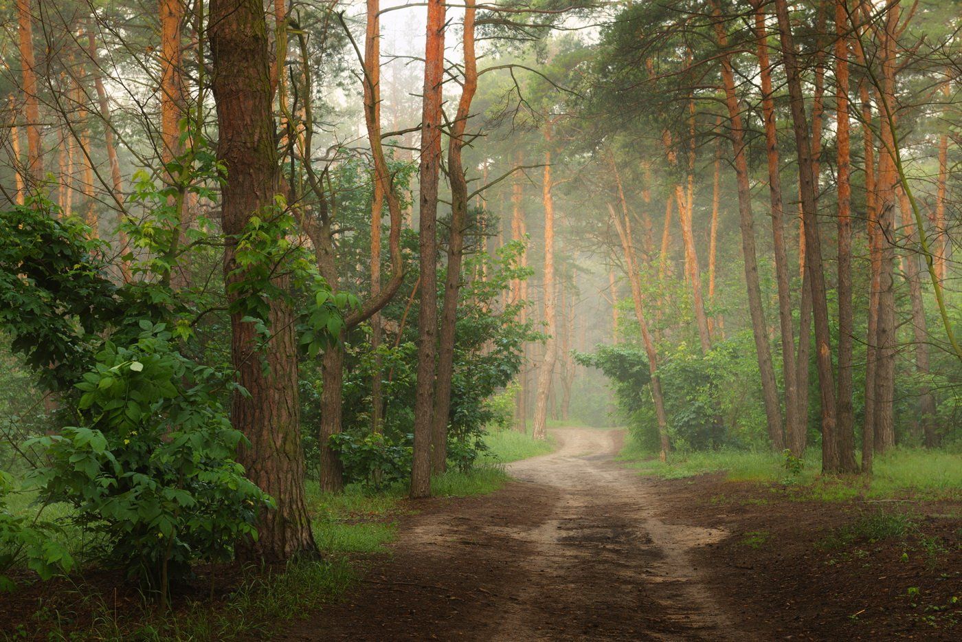 лес, туман, Галанзовская Оксана
