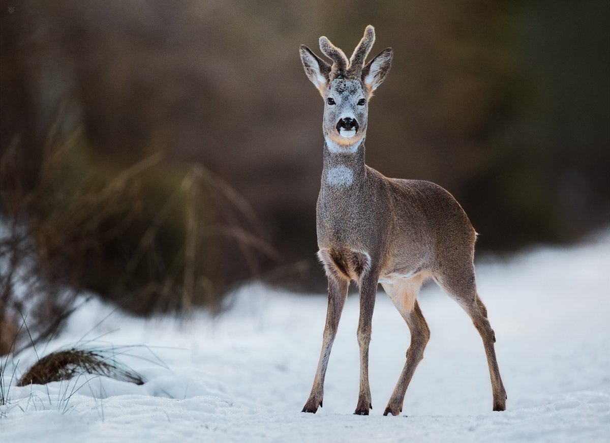 roe-deer, wildlife, nature, winter, Wojciech Grzanka