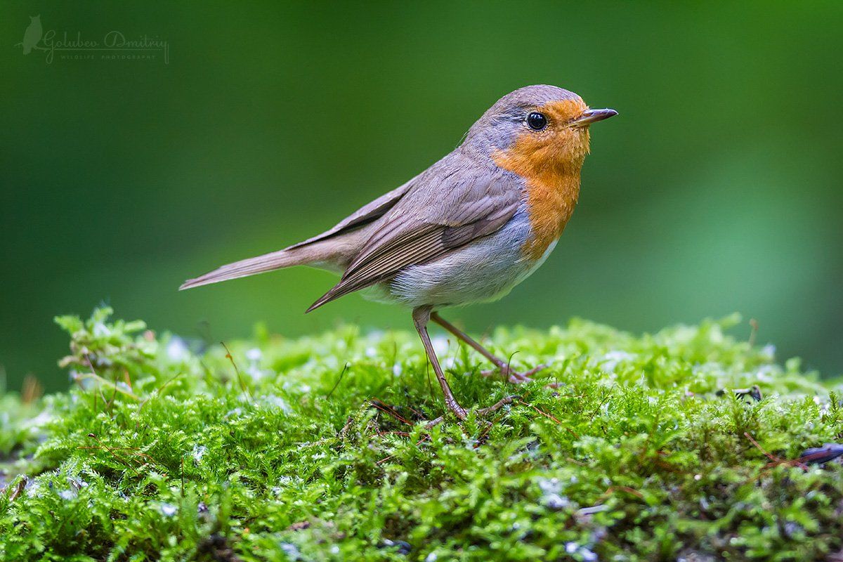 зарянка, малиновка, птицы, дикая природа, мох, лето, лес, forest, robin, bird, summer, Голубев Дмитрий