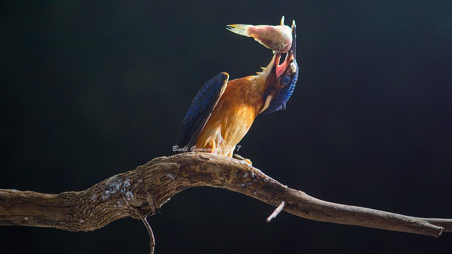 kingfisher, alcedo, bird, eat, action, Budi Gunawan