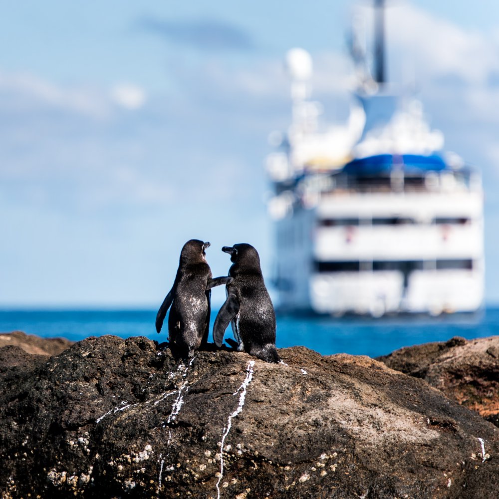 #galapagos #animal #cruise #ship #penguin #romantic #ocean #couple #love #ecuador , Julia