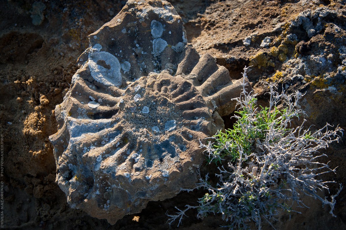 мангышлак, мангистау, аммонит, окаменелость, fossil, ammonite, казахстан, Юлия Назаренко