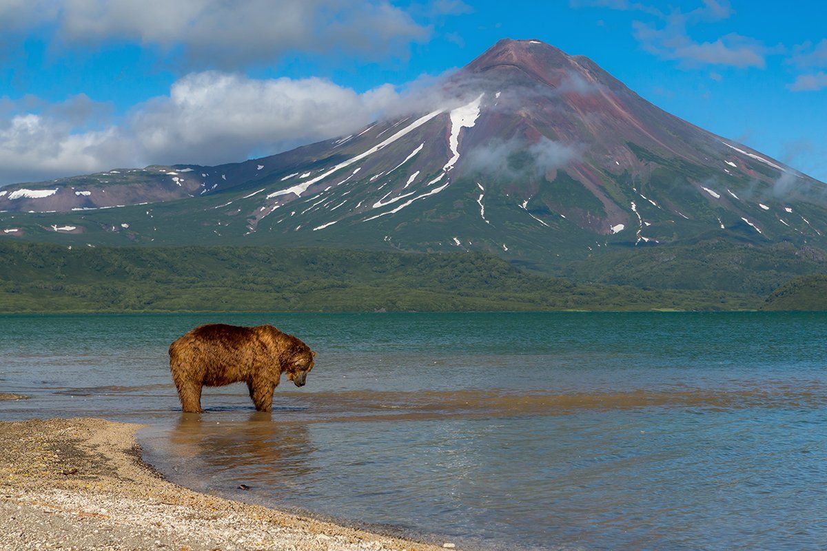 камчатка, медведь, природа, путешествие, лето, животные, вулкан, озеро, рыбалка, Денис Будьков