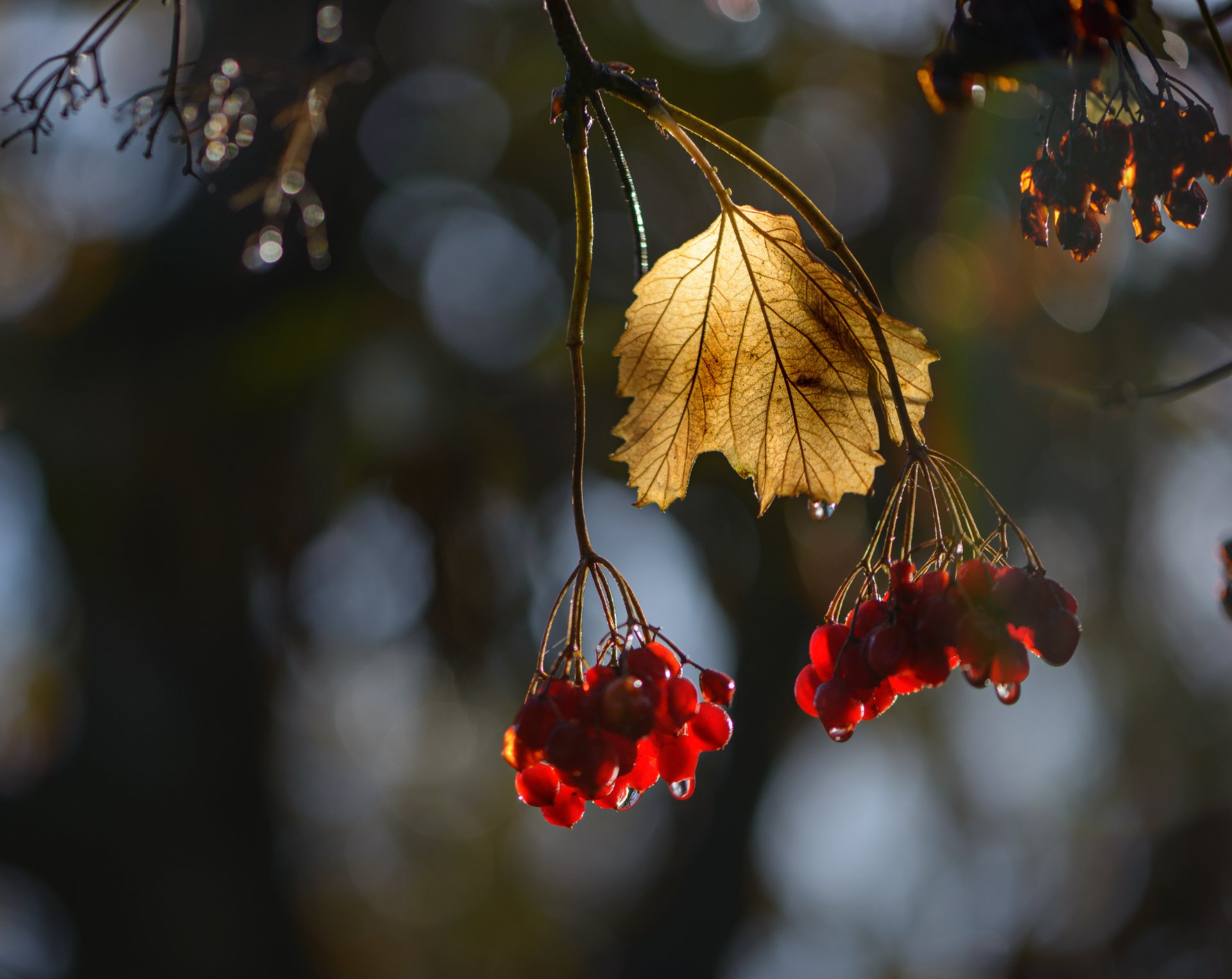 осень, природа, калина красная, лист, контровый свет, капли дождя, Неля Рачкова