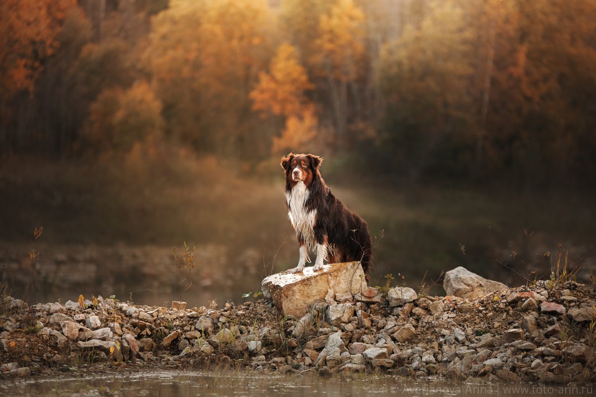 собака, осень, природа, Анна Аверьянова