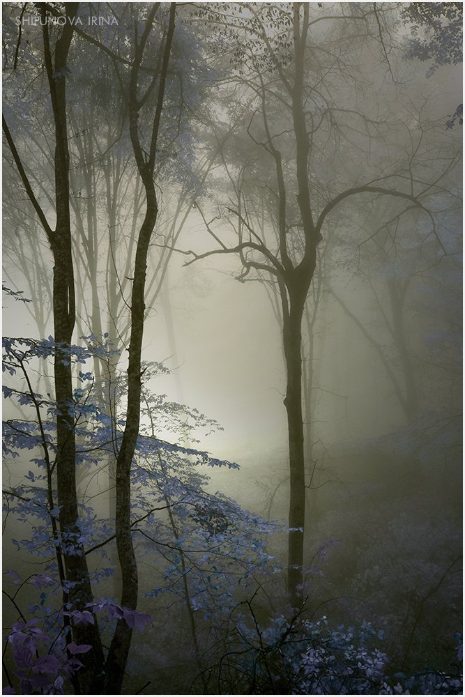 сказочный лес туман, Шипунова Ирина