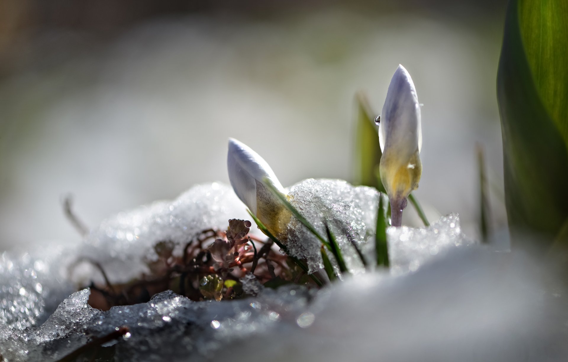 природа, макро, весна, цветы, крокус, снег, капризы погоды, Неля Рачкова