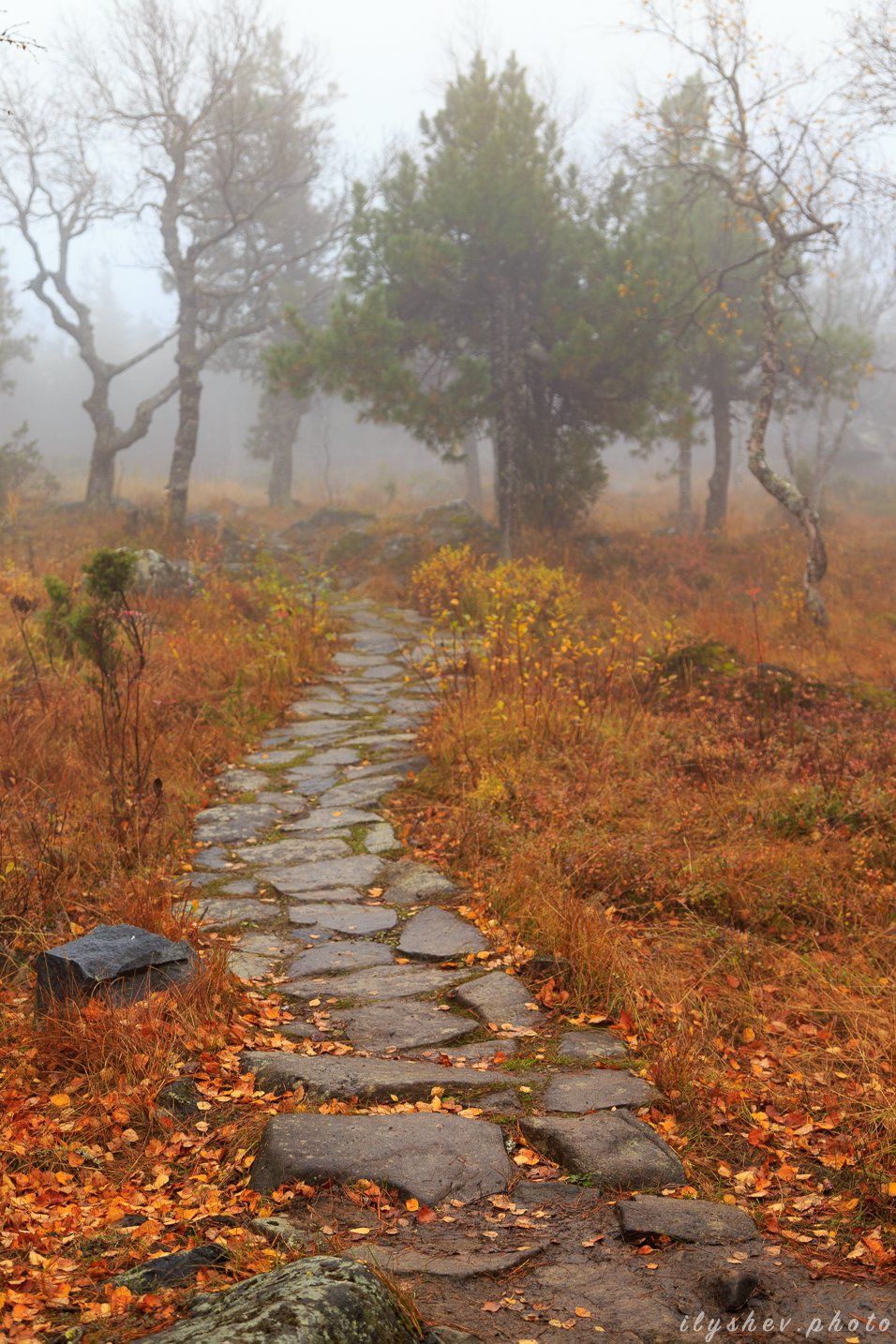 осень, туман, листва, пейзаж, дорожка, лес, природа, день, урал, россия, Dmitry Ilyshev