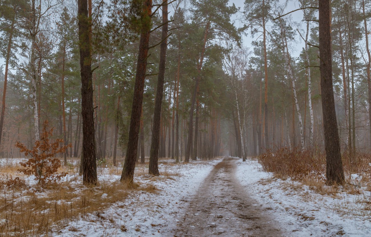 лес, зима, туман, дорога, Галанзовская Оксана