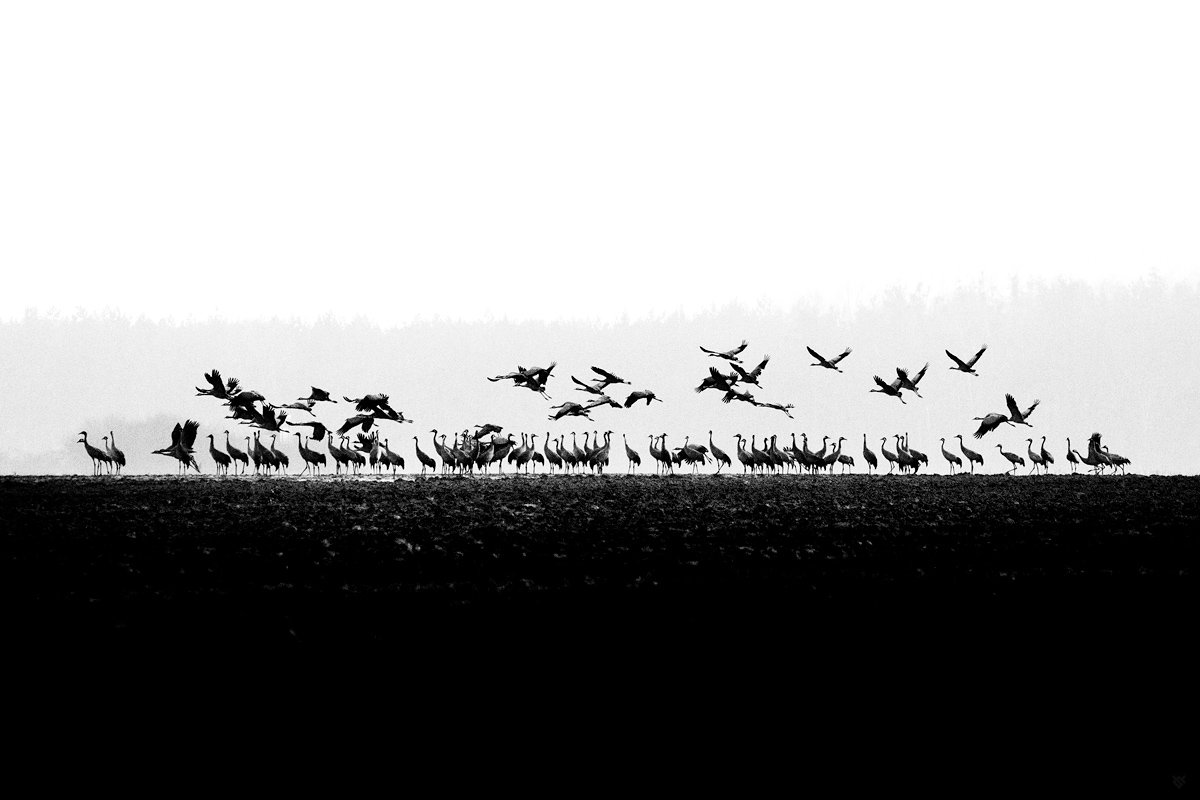 brids, wildlife, bw, grus grus, common crane, Wojciech Grzanka