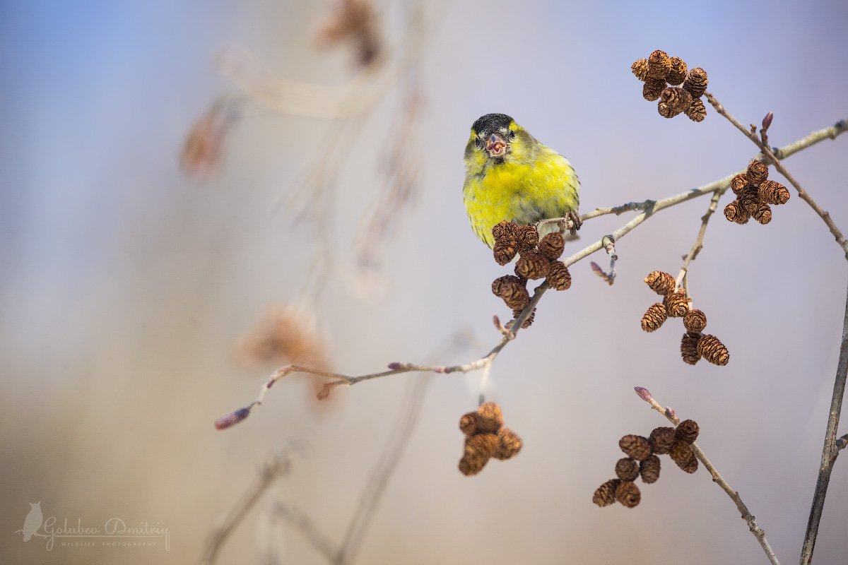 Чиж, птицы, дикая природа, ольха, siskin, bird, wildlife, Голубев Дмитрий