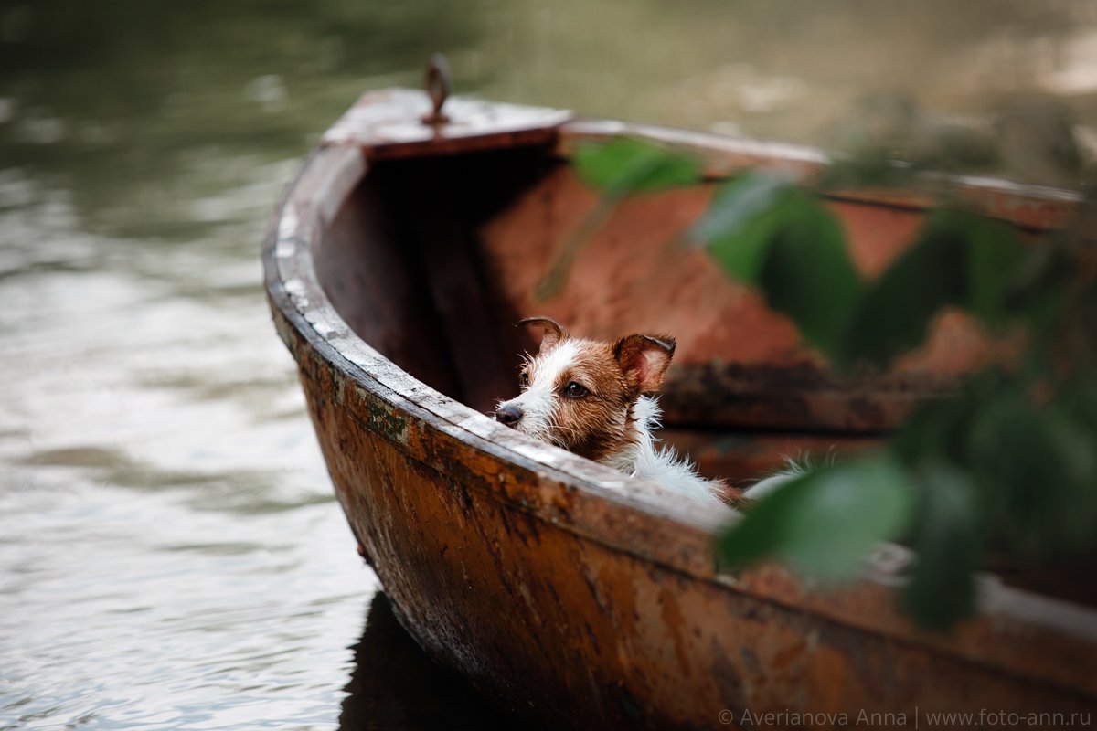 собака, природа, озеро, лодка, Анна Аверьянова