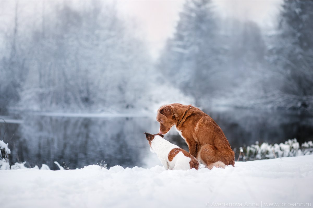 собака, зима, природа, Анна Аверьянова