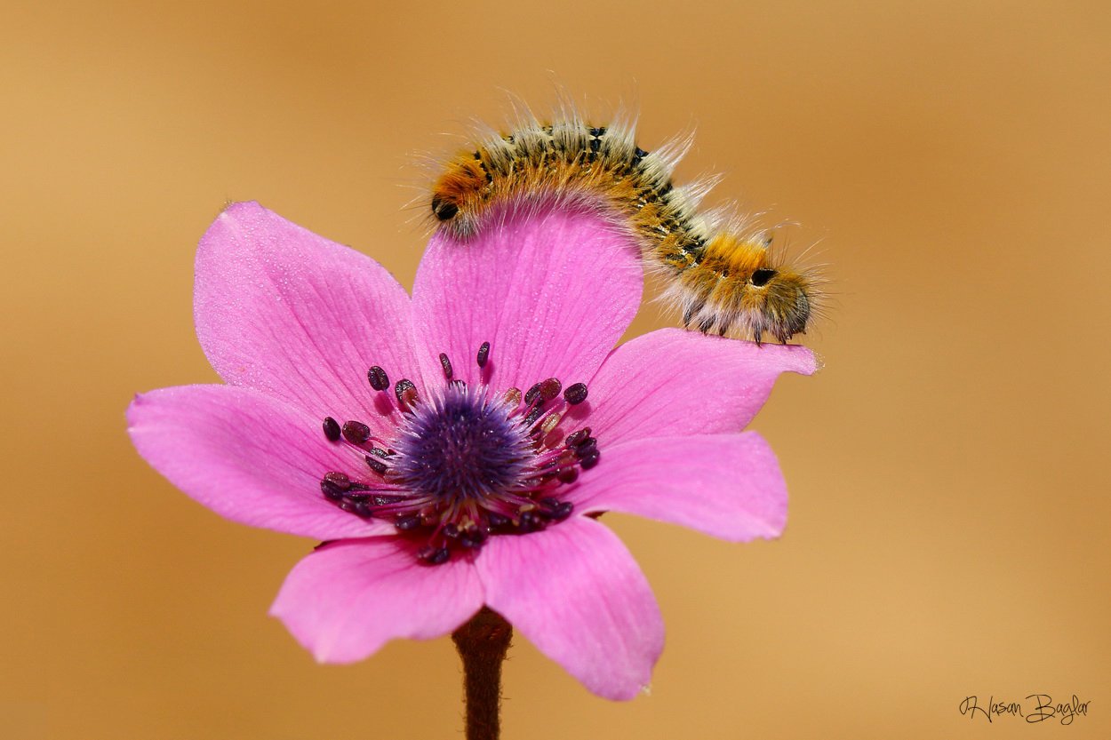 caterpillar,anemone,pink,macro,nature,cyprus, Hasan Baglar