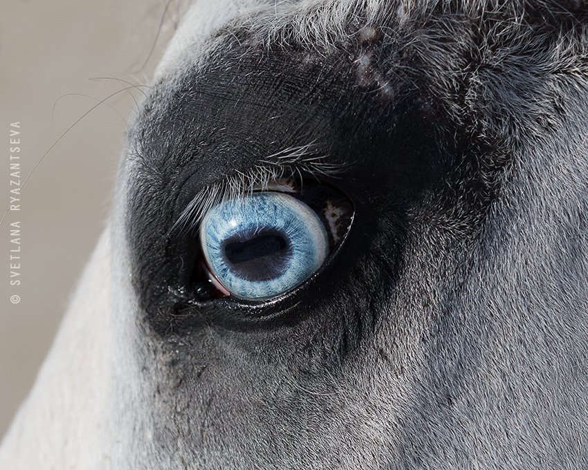 horse, head, detail, eye, blue, лошадь, глаза, взгляд, Svetlana Ryazantseva