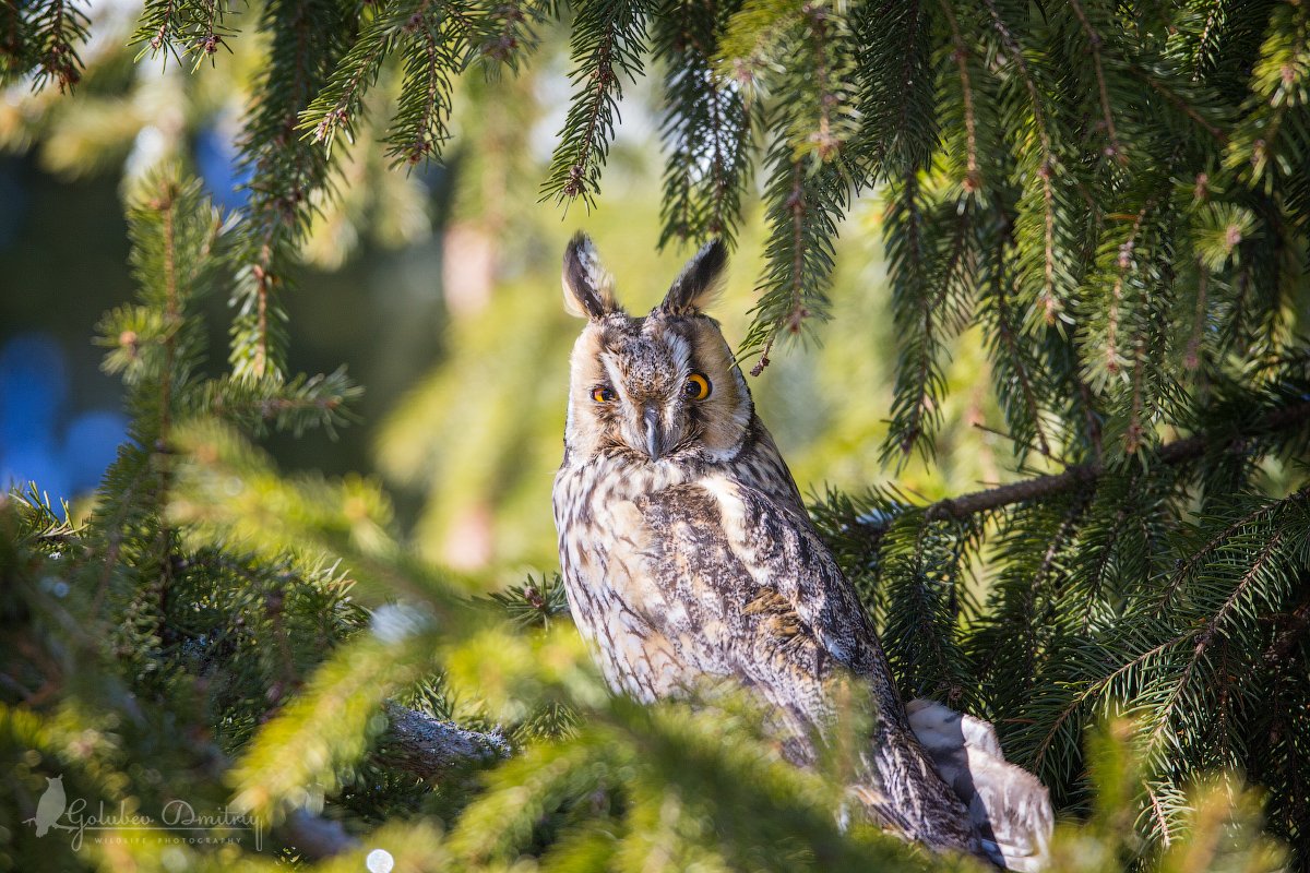 owl, long-eared owl, bird, wildlife, сова, ушастая сова, птицы, дикая природа, Голубев Дмитрий