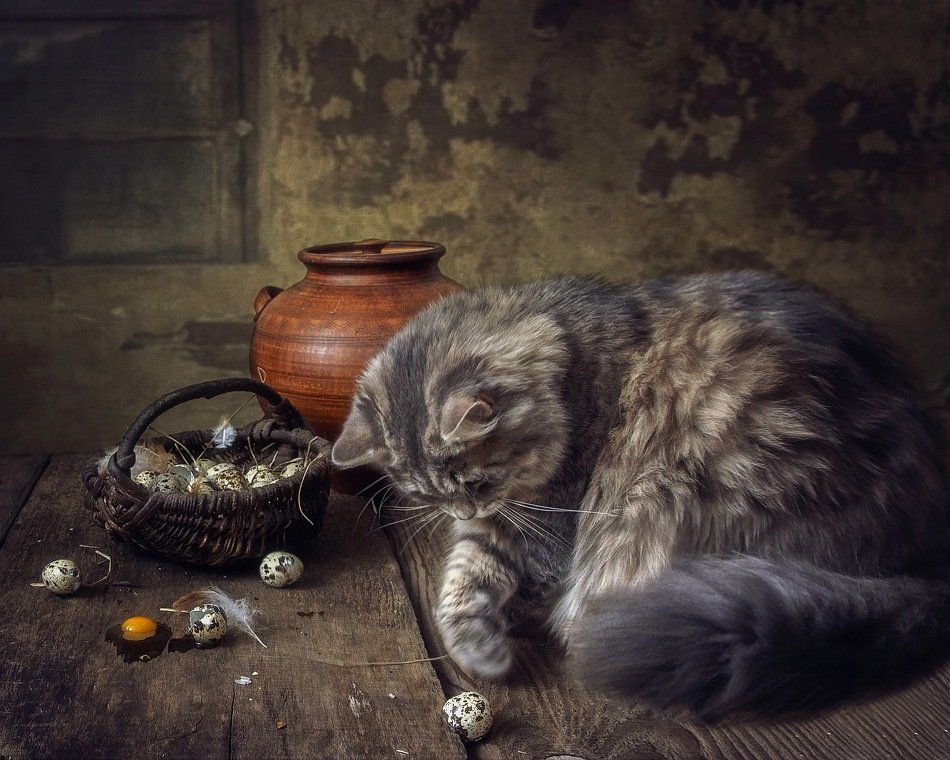 фото, кошка масяня, корзина, перепелиные яйца, Ирина Приходько