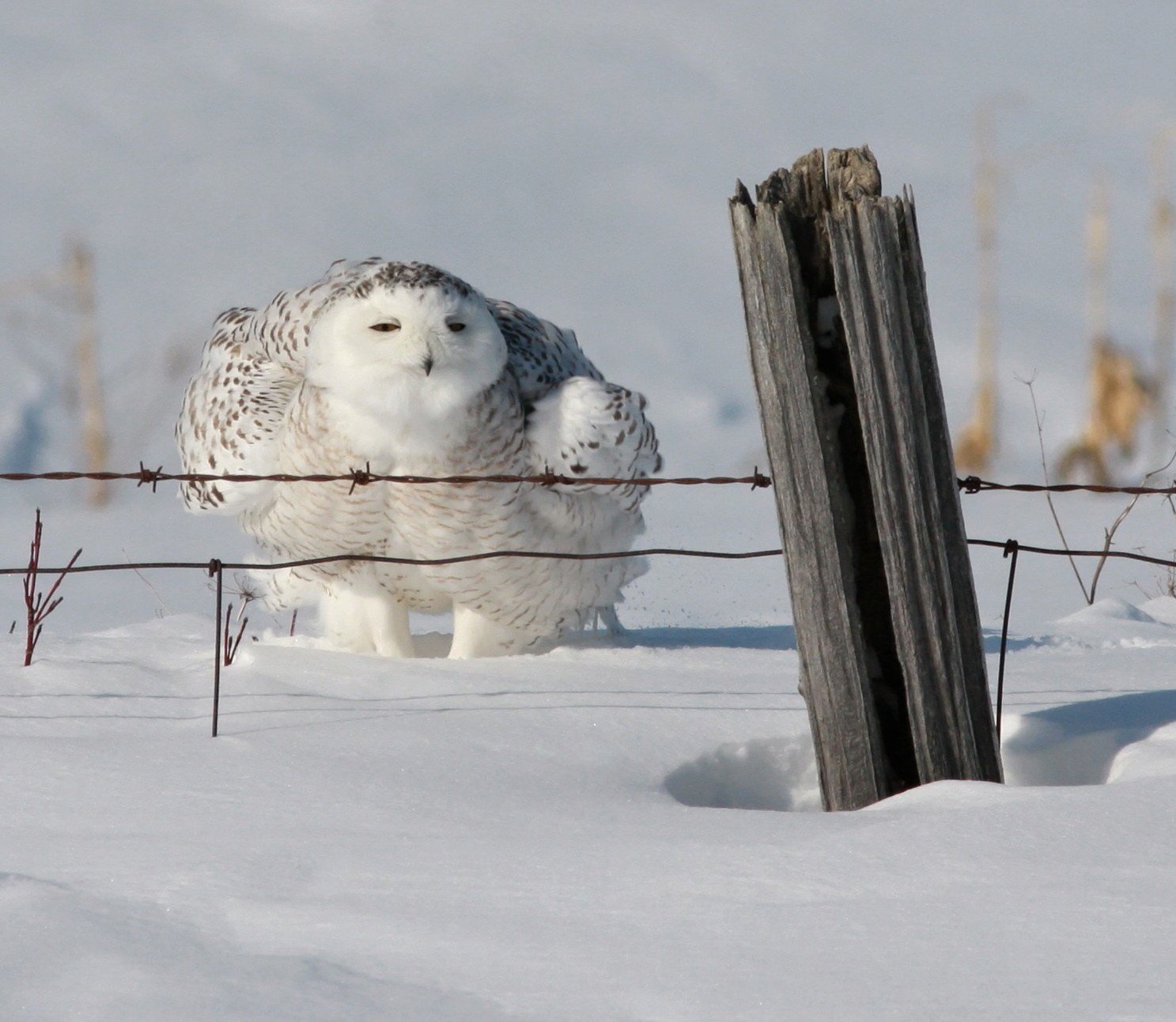 harfang / snowy owl / strix nebulosa, Jacques Falardeau