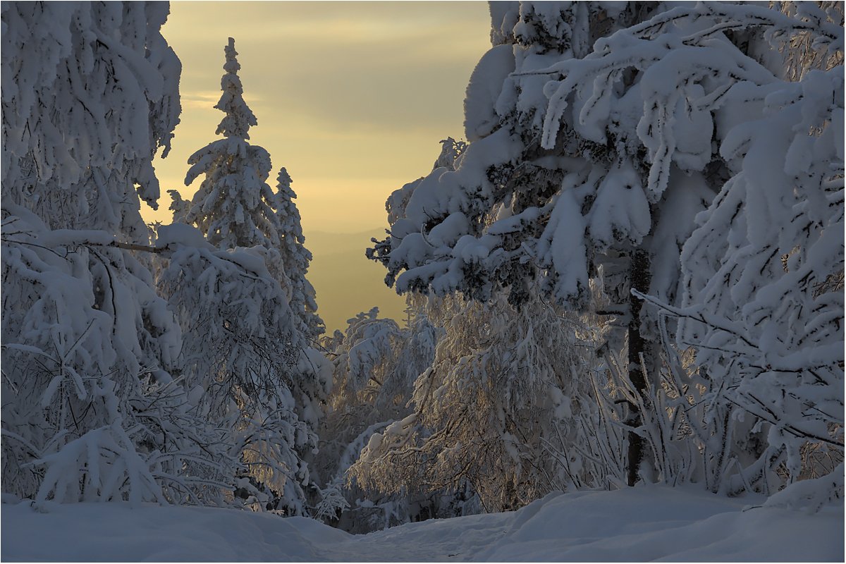 зима,закат,снег,деревья, Кондратьев Алексей