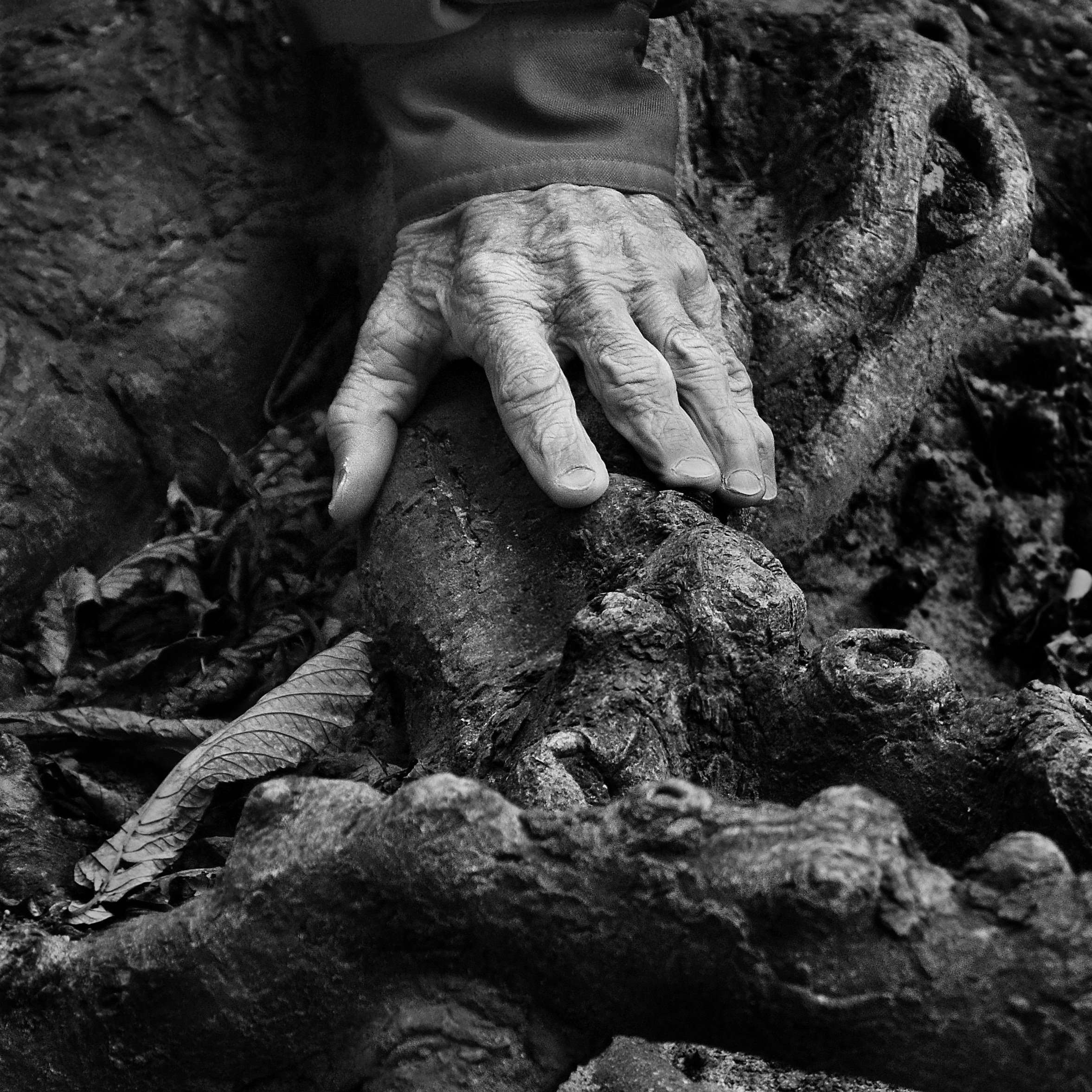 hand, skin, old, roots, autumn, leaves, associations,, Nikolai Endegor