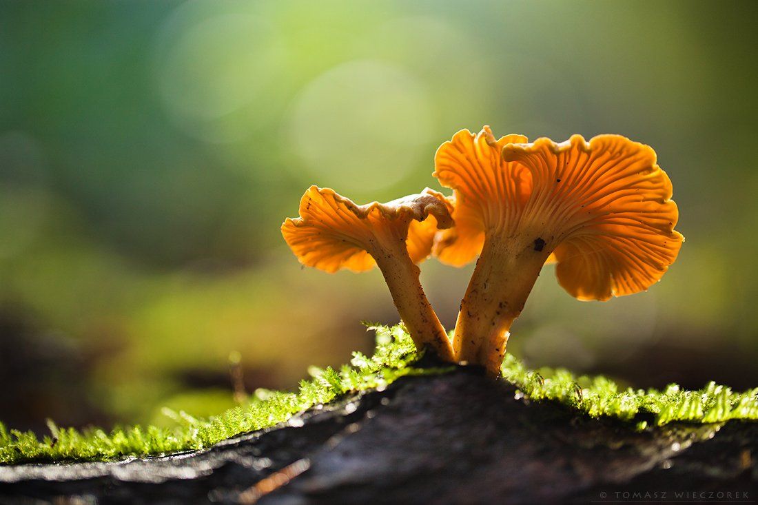 mushroom, forest, morning, autumn, light, shadows, Tomasz Wieczorek
