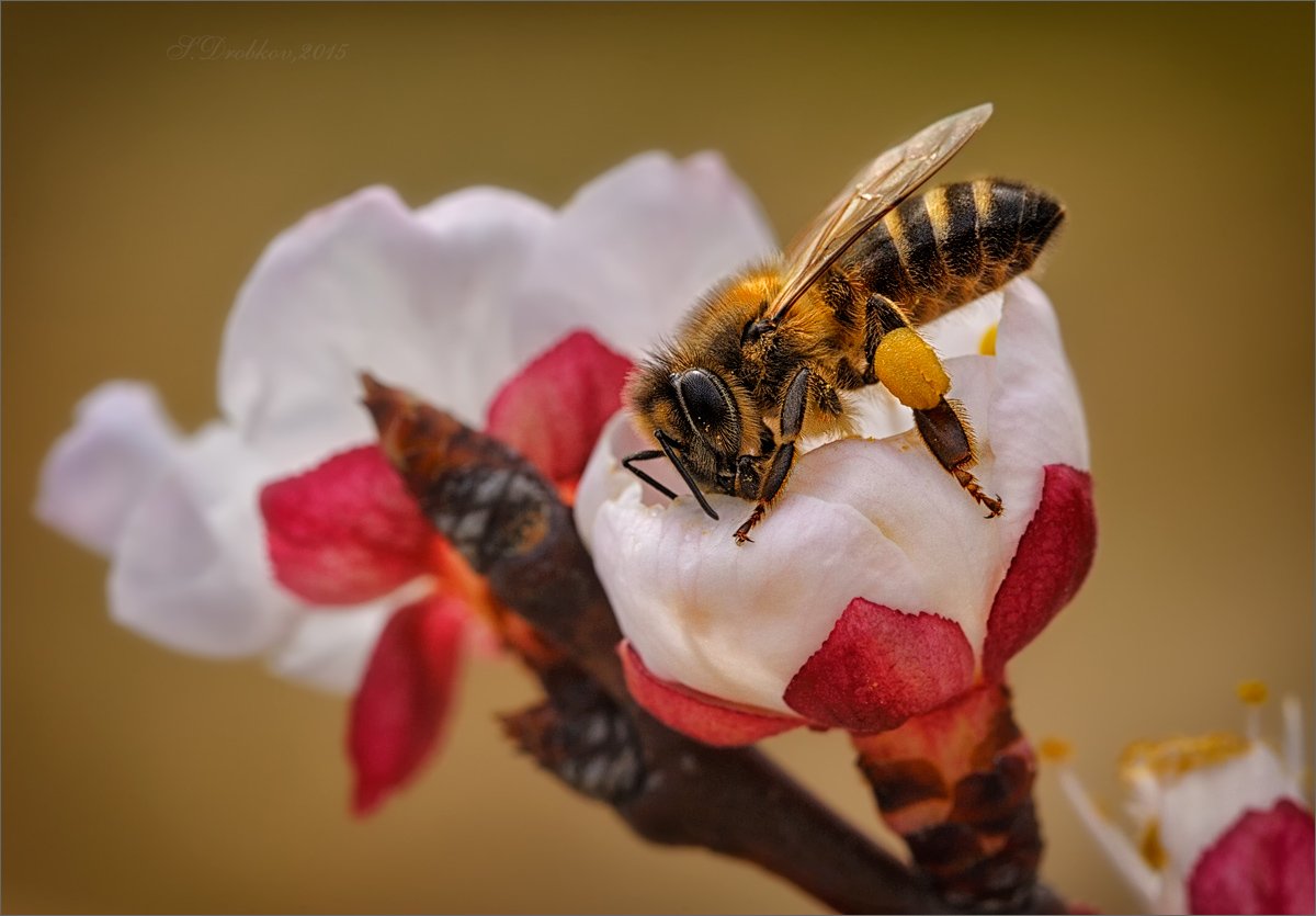 пчела, цветы, весна, макро, Sergey Drobkov
