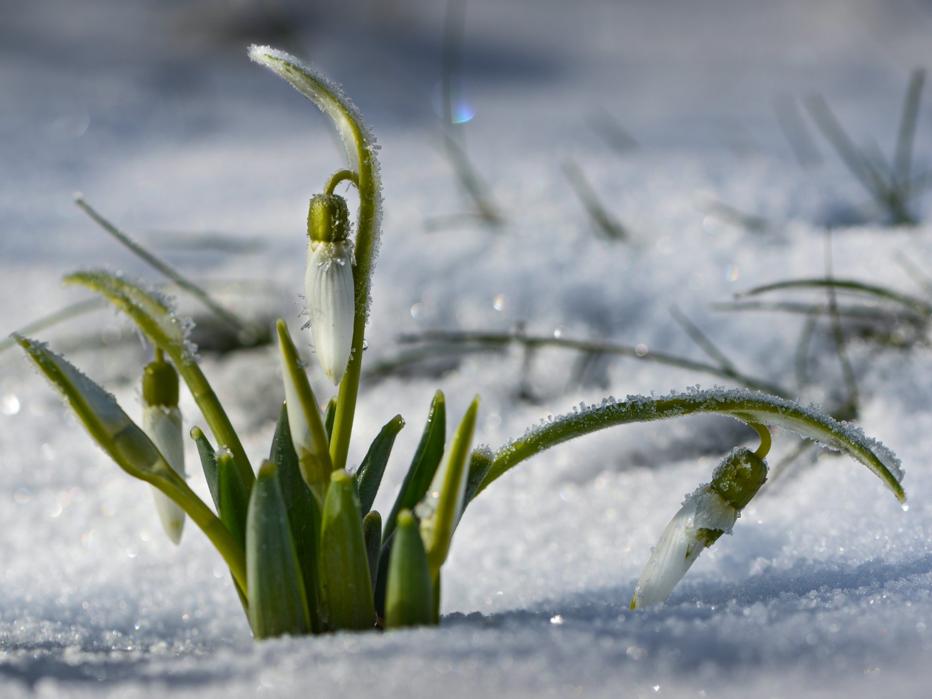 природа, весна, макро, снег, белый, искристый, цветы, галантус, Неля Рачкова