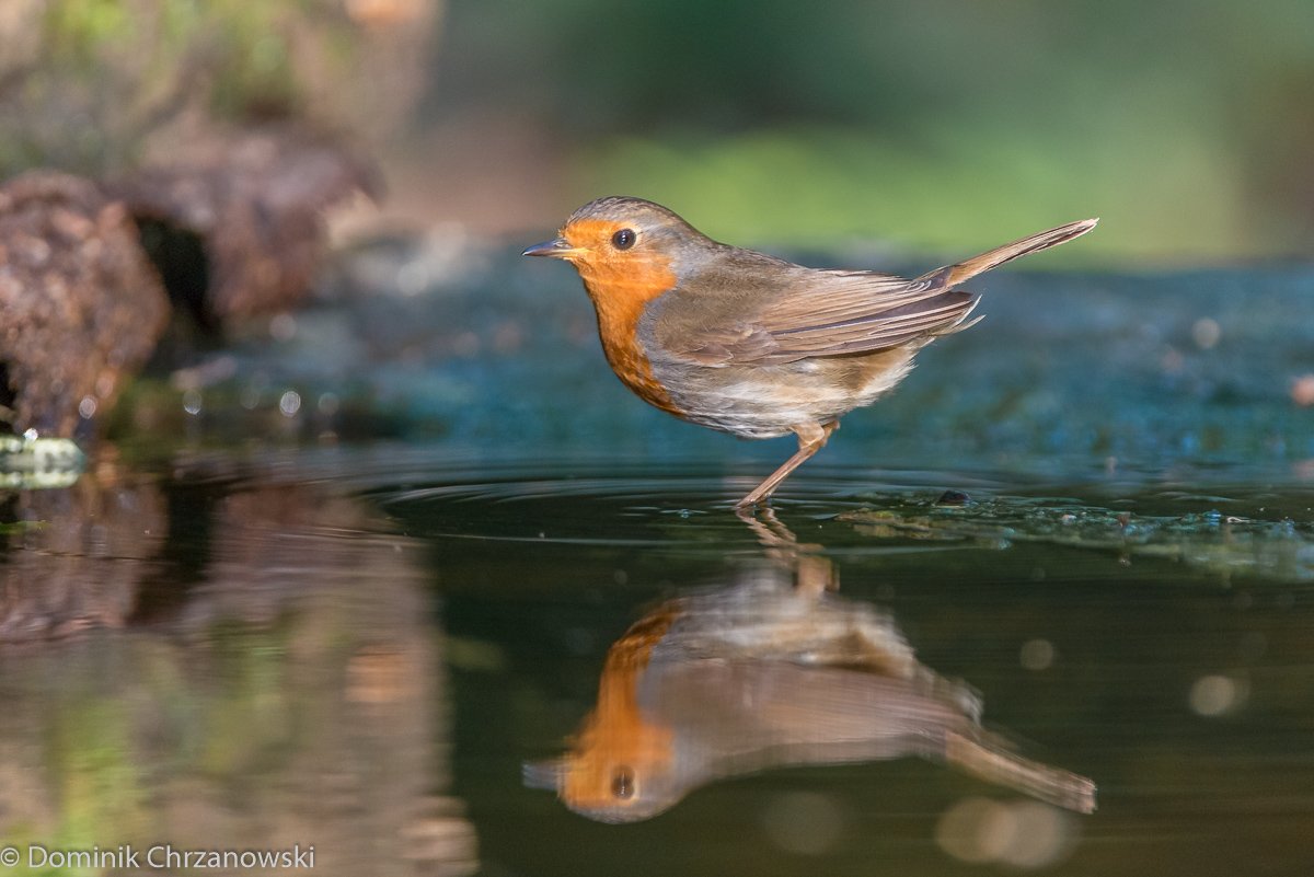 European Robin, Erithacus rubecula, Rudzik, ptaki, birds, Dominik Chrzanowski photography, Birder's Corner, Dominik Chrzanowski