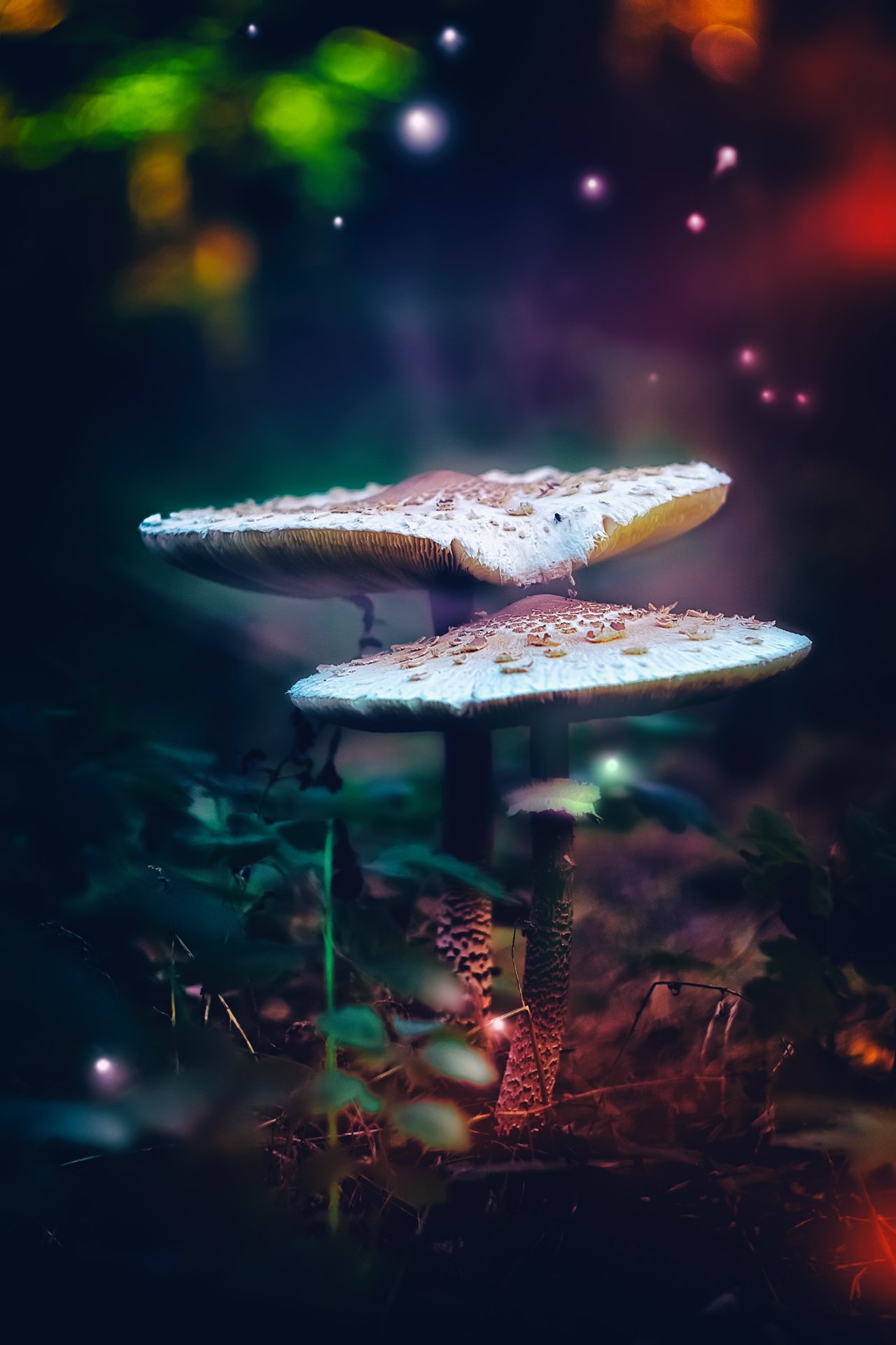 грибы, макро, свет, лес, светлячки, листья, блики, Юрий Котов