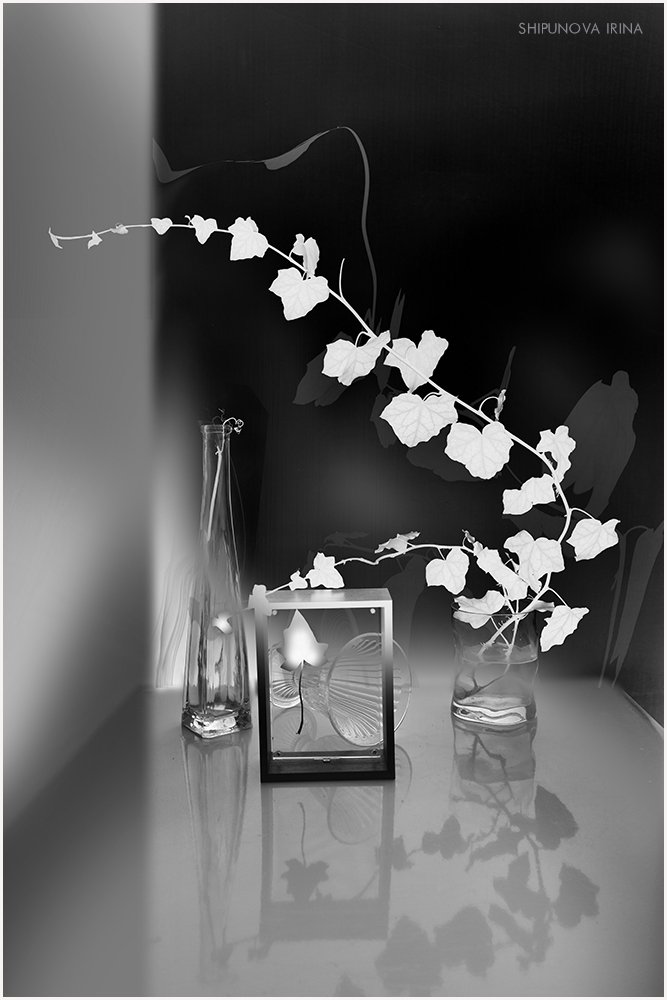 плющ стекло рамка black & white art, Шипунова Ирина