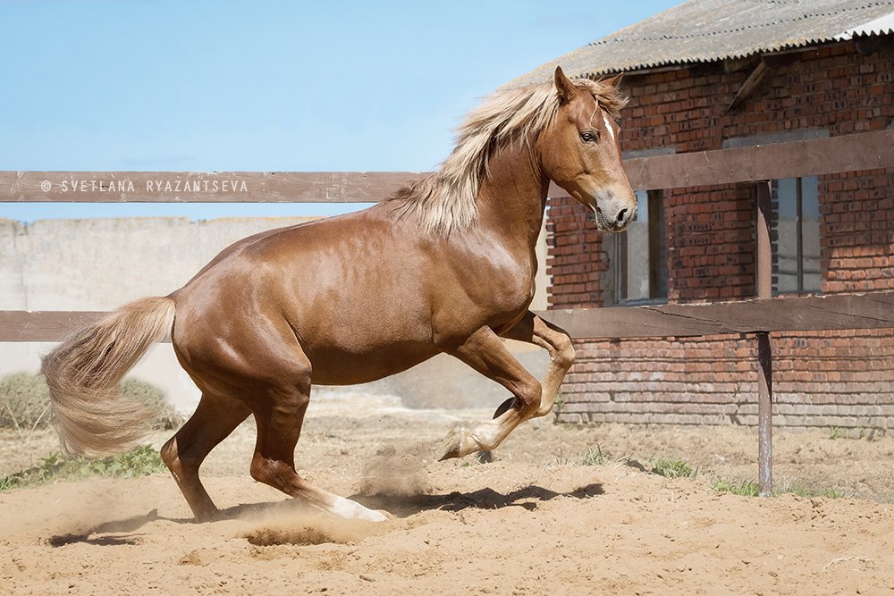 outdoor, dust, horse, stallion, red, rear legs, sand, farm, paddock, motion, bay, play, ranch, animal, rear, лошадь, лошади, свечка, рыжий, жеребец, Svetlana Ryazantseva