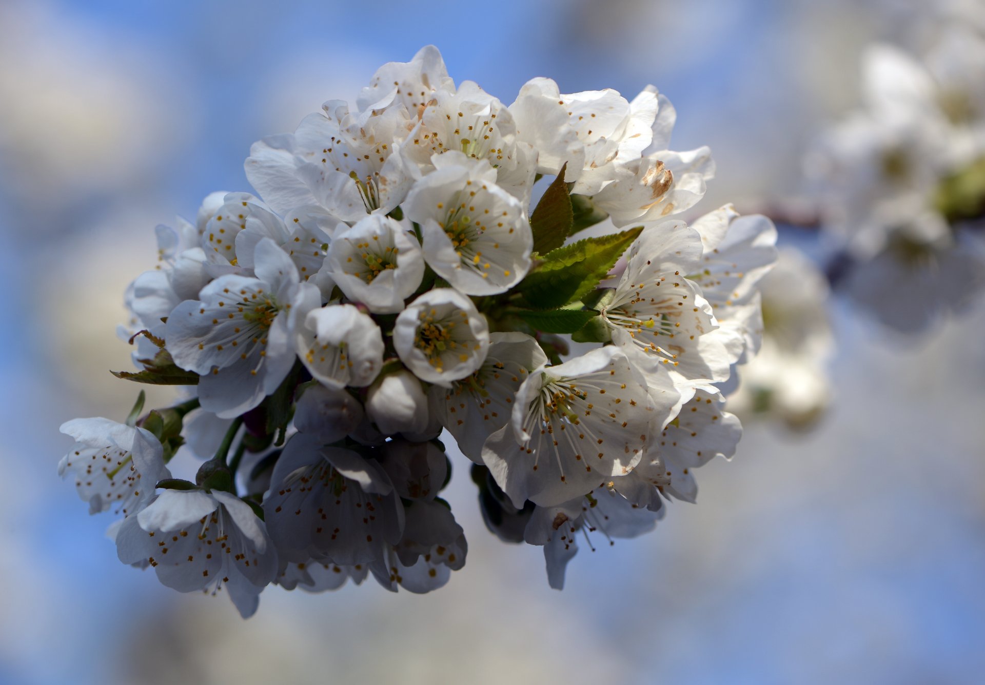 природа, макро, весна, цветение вишни, Неля Рачкова