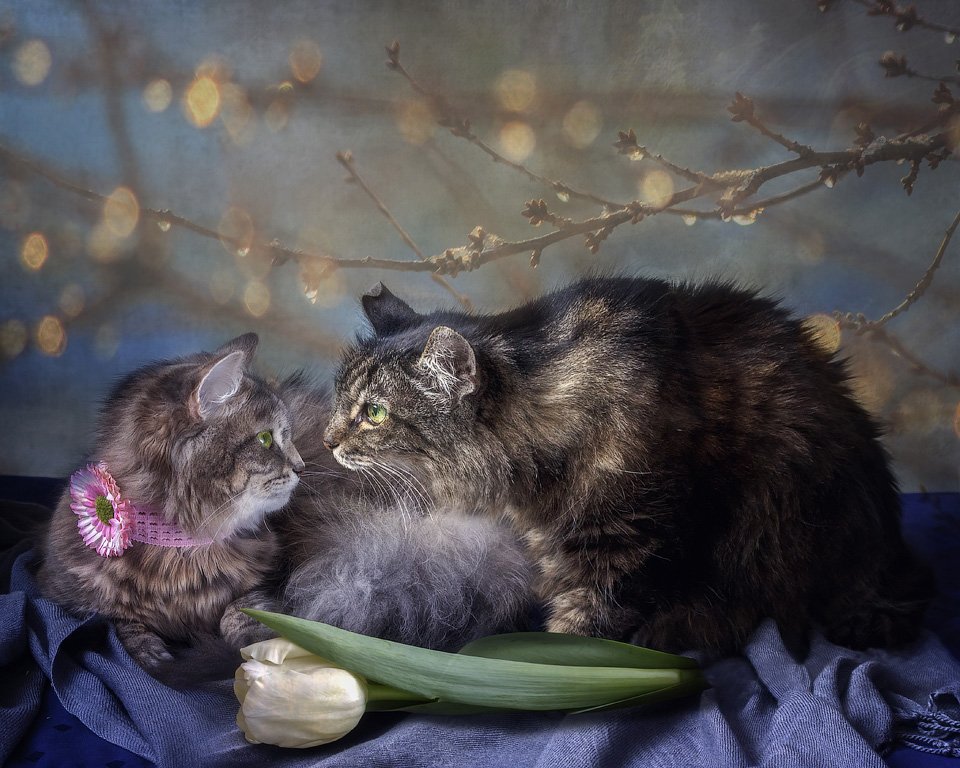 фото, кошка Масяня, кот Мейсон, тюльпан, весна, Ирина Приходько