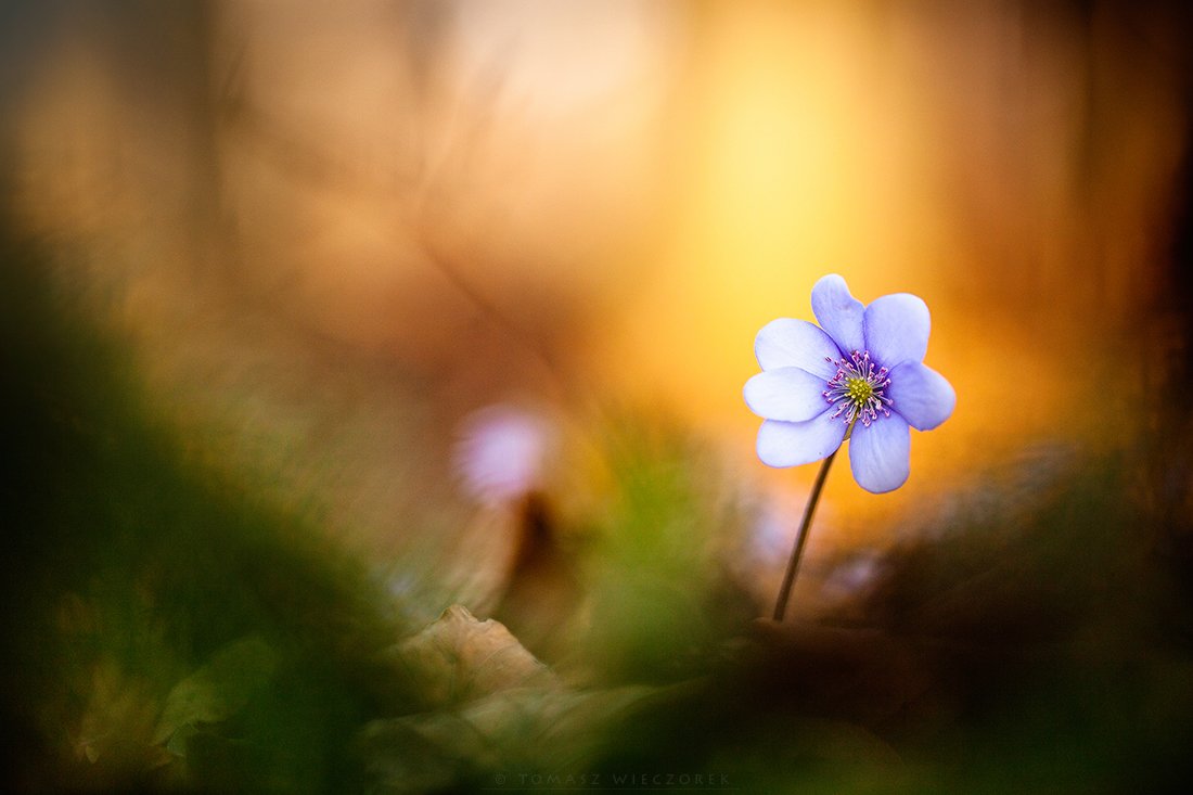 spring, forest, poland, silesia, light, morning, flower, hepatica nobilis, colours, Tomasz Wieczorek