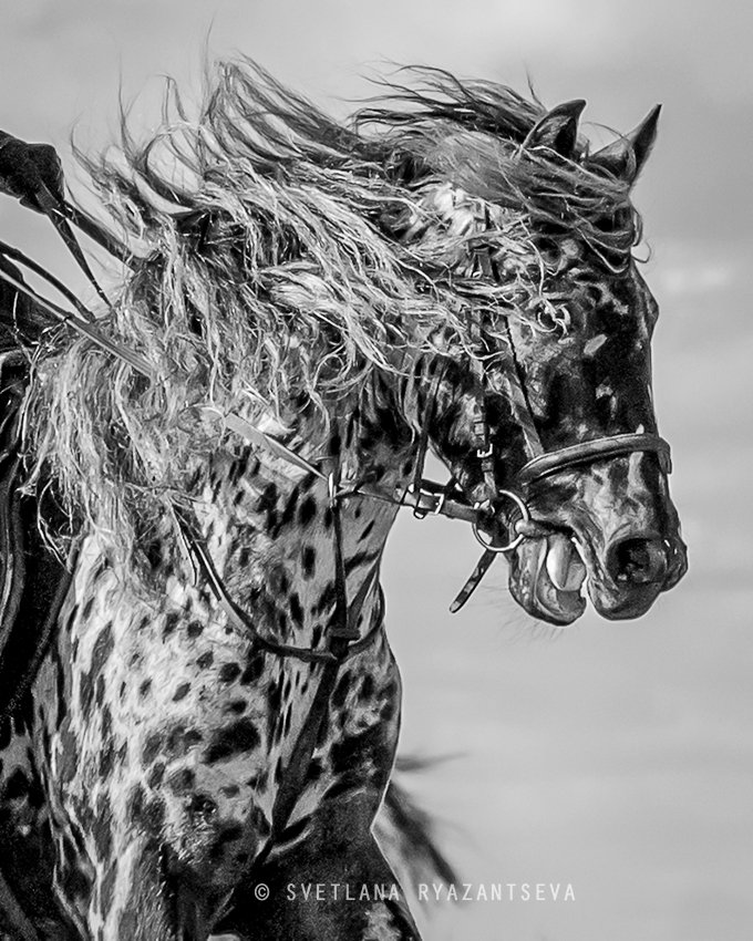 horse, appaloosa, motion, gallop, лошадь, лошади, Svetlana Ryazantseva