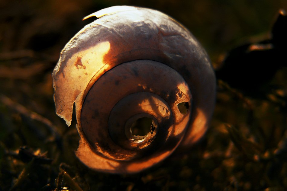 wake,macro,snail,kiev,zeiss,light,, Emerald Wake ©